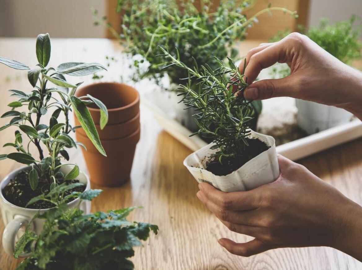 Spruce up your kitchen with an indoor herb garden