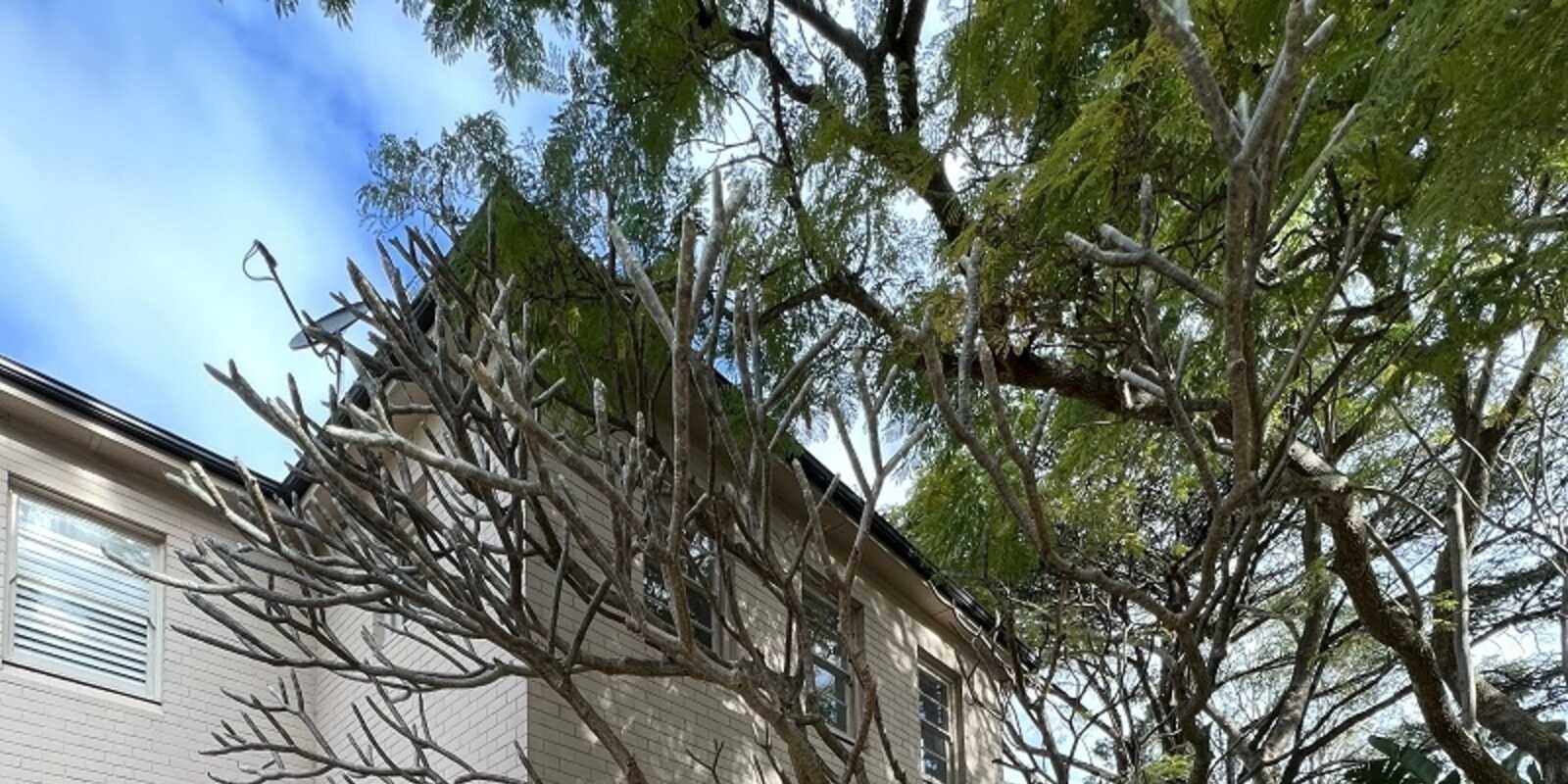 1/3 Hipwood Street Kirribilli